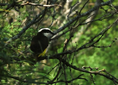 914county 105greatkiskadee.jpg