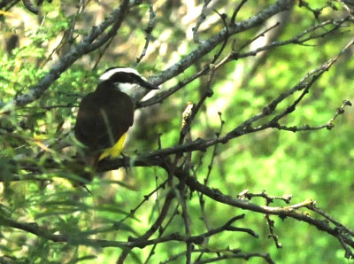 914county 106greatkiskadee.jpg