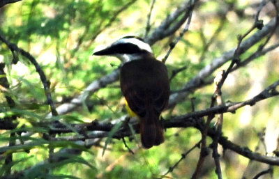 914county 108greatkiskadee.jpg