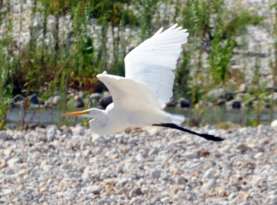 914county 145greategret.jpg