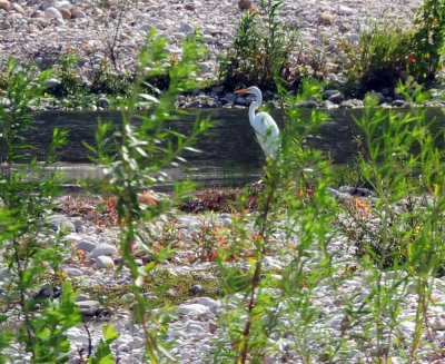 914county 146greategret.jpg