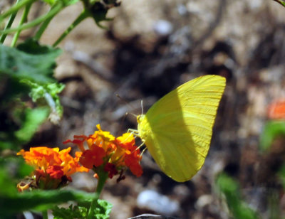 914county 170flargeoranges.jpg