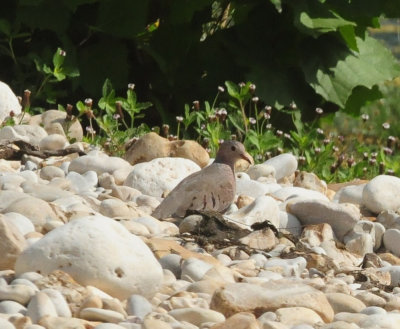 914county 191commongrounddove.jpg