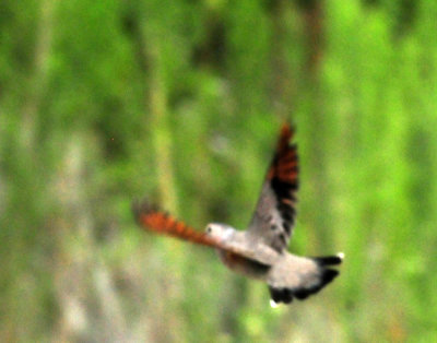 914county 193commongrounddove.jpg