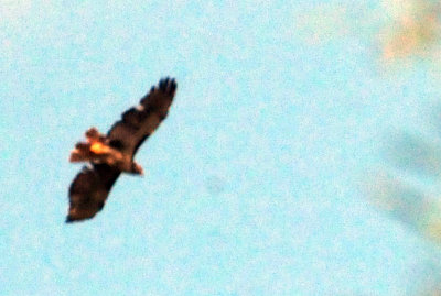 914county 207redtailed.jpg