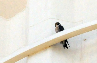 914county 221peregrinefalcon.jpg
