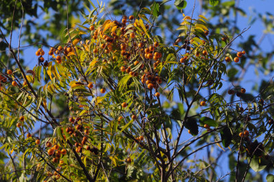915cooks 024chinaberries.jpg