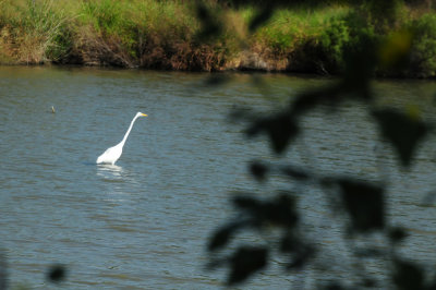 915cooks 074greategret.jpg