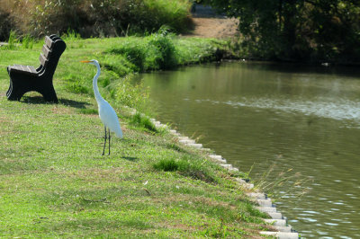 915cooks 092greategret.jpg