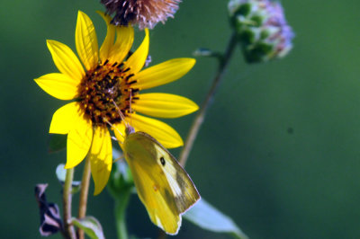 915cooks 102sunflower.jpg