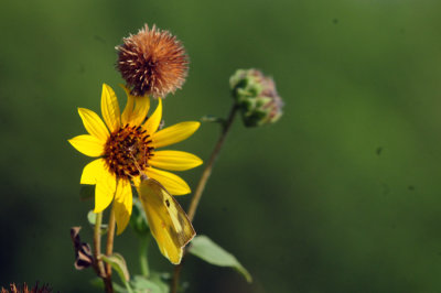 915cooks 104sunflower.jpg