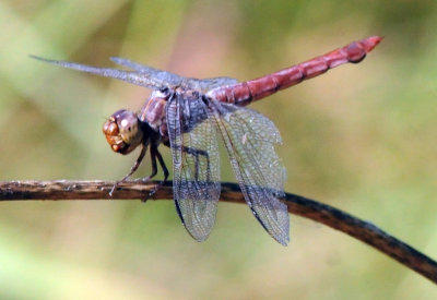 915cooks 110roseateskimmer.jpg