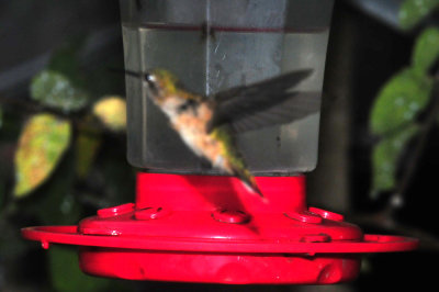 916cook's 012hummerrubyrufous.jpg