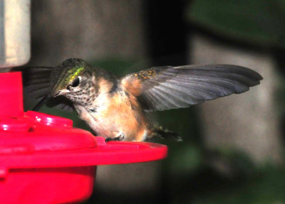 916cook's 054hummerrubyrufous.jpg
