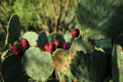 916cook's 121pricklypear.jpg