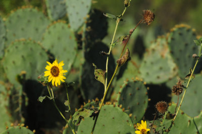 916cook's 123sunflower.jpg