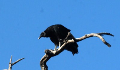 916cook's 154mamablack.jpg