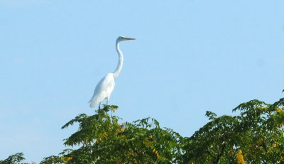 916cook's 203greategret.jpg