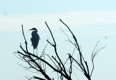 916cook's 212greategret.jpg
