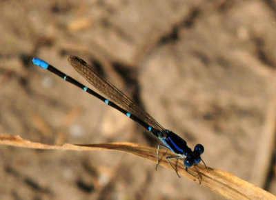 916cook's 224blueringed.jpg