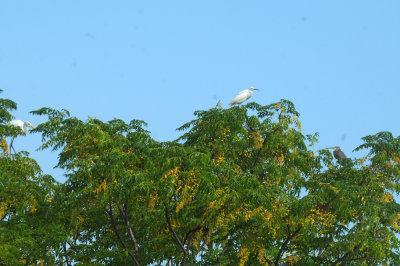 916cook's 244birds.jpg