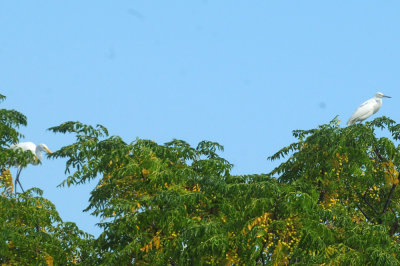 916cook's 245great and snowy egrets.jpg