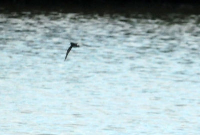 916cook's 250spottedsandpiper.jpg