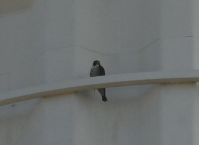 916cook's 258maleperegrinefalcon.jpg