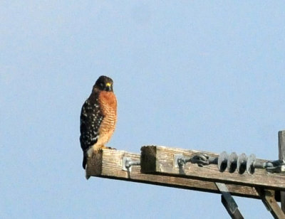 917cook's 087redshoulderedhawk.jpg