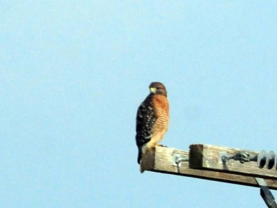 917cook's 090redshoulderedhawk.jpg