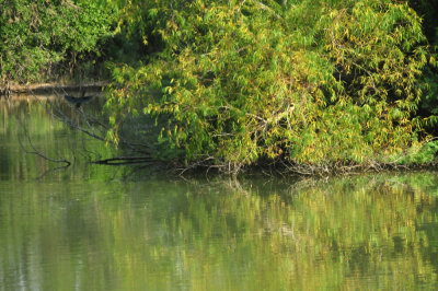 917cook's 093greenheron.jpg