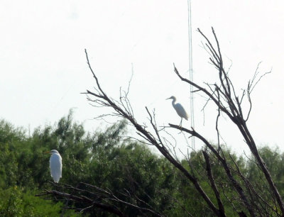 917cook's 138egrets.jpg