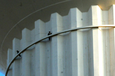 918county 002peregrinepair.jpg