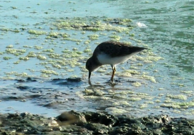 918county 019leastsandpiper.jpg