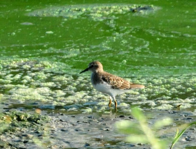 918county 038leastsandpiper.jpg