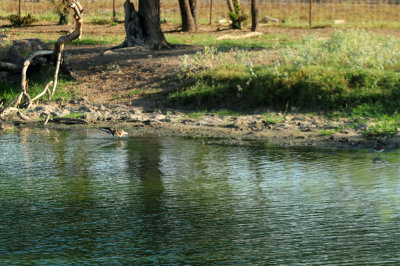 918county 043killdeer.jpg