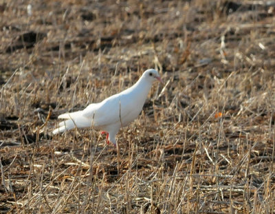 918county 050rockpigeon.jpg