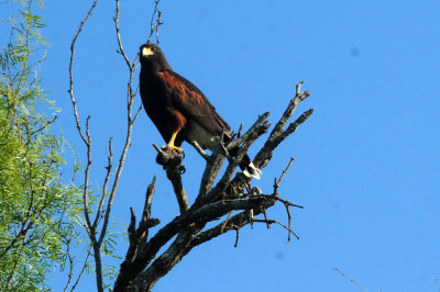 918county 072harris'shawk.jpg