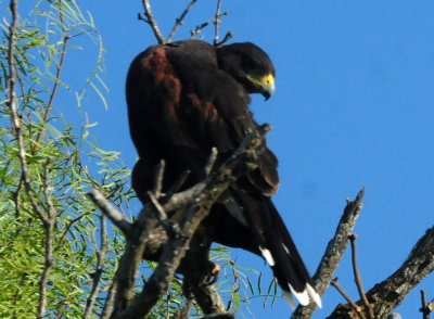 918county 085harris'shawk.jpg