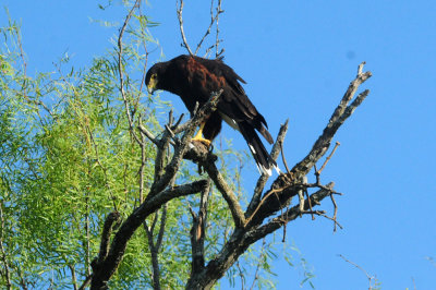 918county 090harris'shawk.jpg