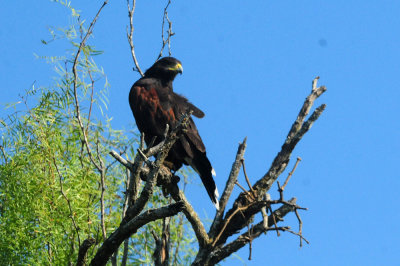 918county 094harris'shawk.jpg