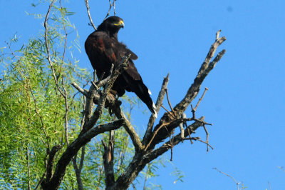 918county 096harris'shawk.jpg