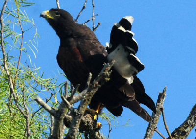 918county 098harris'shawk.jpg