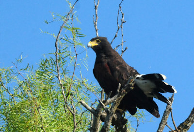 918county 100harris'shawk.jpg