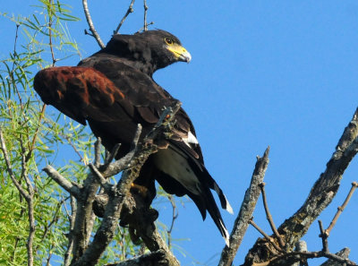 918county 103harris'shawkzzzzzzzz.jpg
