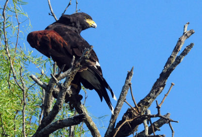 918county 104harris'shawk.jpg