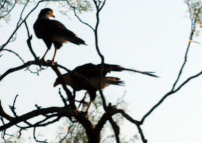 918county 107caracara.jpg