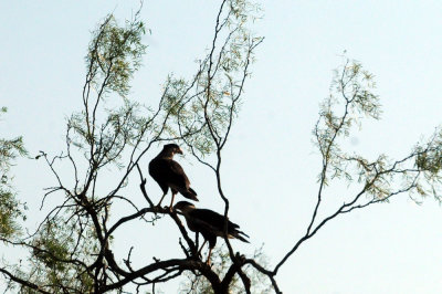 918county 112caracara.jpg