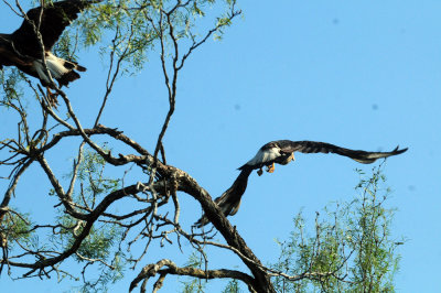 918county 113caracara.jpg