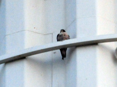 919cook's 002peregrine.jpg